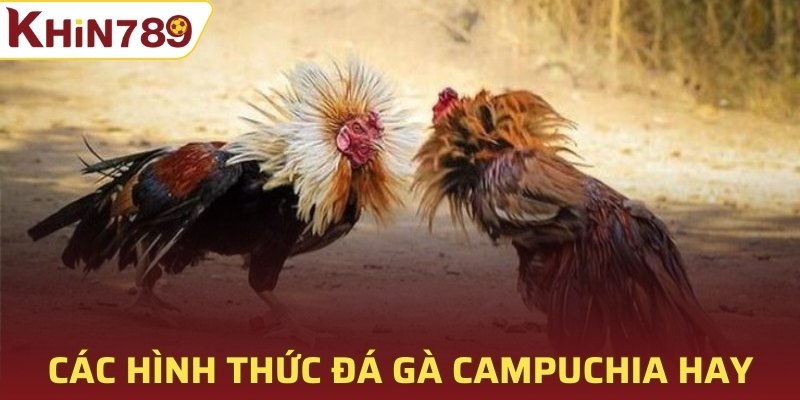 Các hình thức đá gà Campuchia hay 