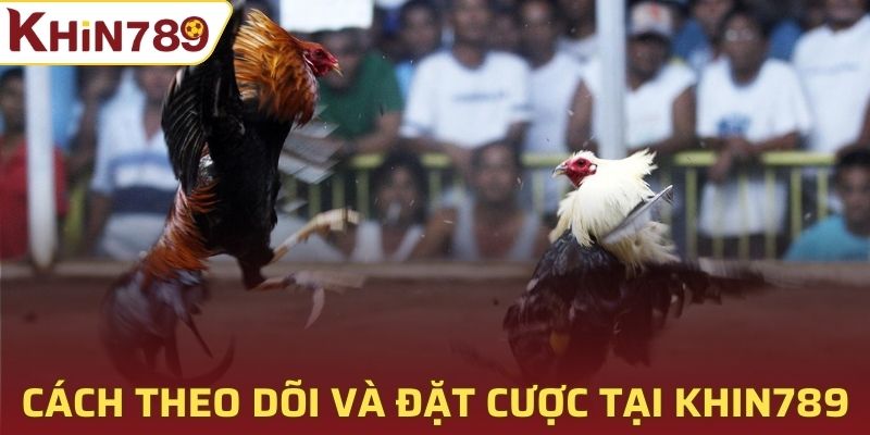 Cách theo dõi và đặt cược trực tiếp đá gà tại Khin789