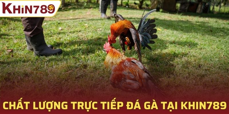 Chất lượng trực tiếp đá gà tại nhà cái Khin789