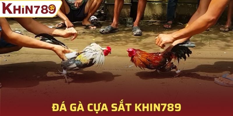 Đá gà cựa sắt