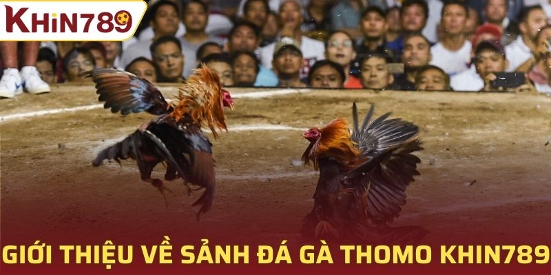 Giới thiệu đôi nét về sảnh Đá Gà Thomo tại Khin789