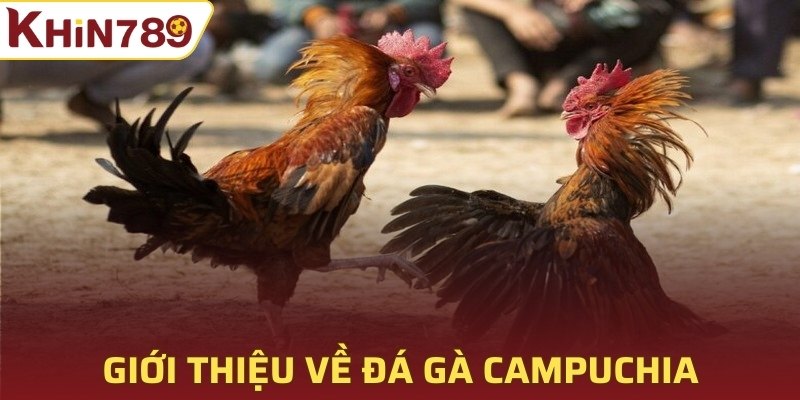 Giới thiệu tổng quan về đá gà Campuchia