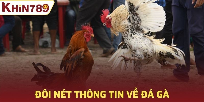 Giới thiệu về đá gà trực tiếp