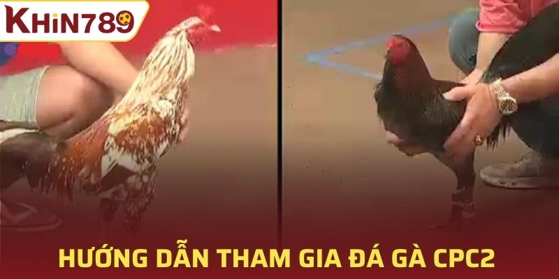 Hướng dẫn tham gia cá cược Đá gà CPC2 nhanh gọn