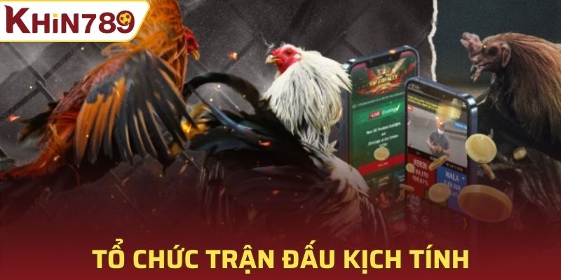 Quá trình tổ chức tham gia đá gà trực tiếp