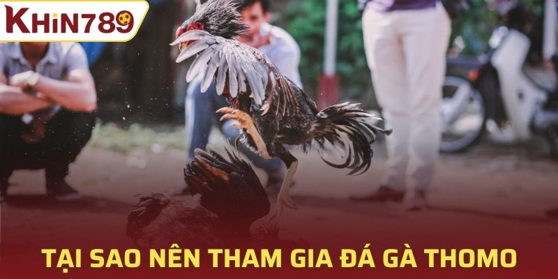 Tại sao nên tham gia đá gà Thomo Khin789?