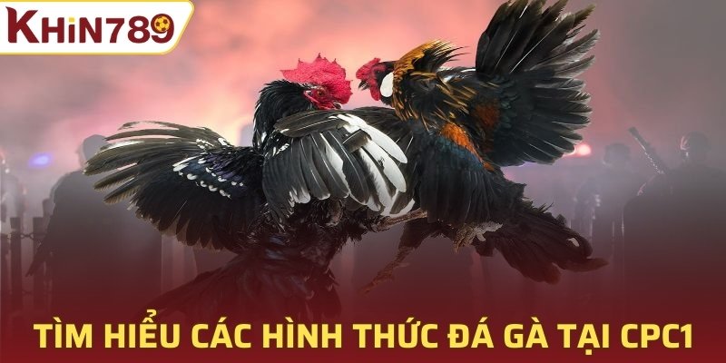 Tìm hiểu các hình thức đá gà tại CPC1